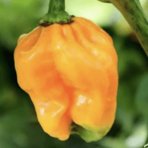 Close-up of an orange habanero pepper on the plant.